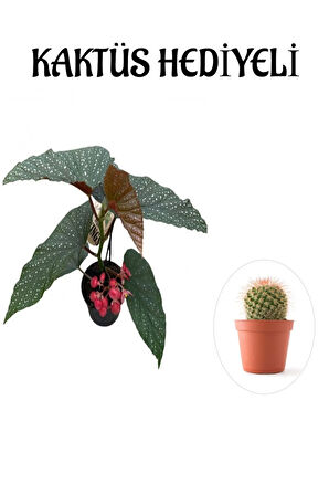 Hediyelik Çiçekli Çilli Begonya Çiçeği Sevgililer Gününe Özel KAKTÜS HEDİYELİ