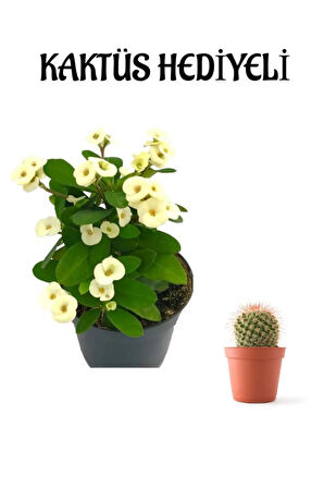 Çok Avantajlı Beyaz Çiçekli Kaktüs Milli Dikenler Tacı Sevgililer Gününe Özel KAKTÜS HEDİYELİ