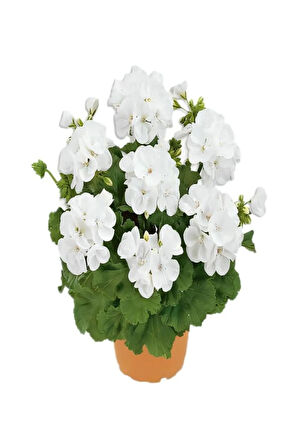 Hediyelik Beyaz Sardunya Çiçeği Sevgililer Gününe Özel KAKTÜS HEDİYELİ