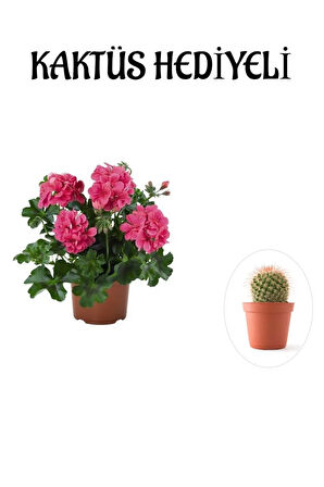Hediyelik Pembe Sakız Sardunya Çiçeği Fidanı Sevgililer Gününe Özel KAKTÜS HEDİYELİ