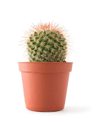 Kadınlar Gününe Özel Pembe Renk Japon Gülü Çiçeği Kaktüs Hediyeli