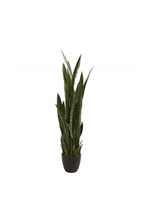Çok Avantajlı Kılıç Çiçeği Paşa Kılıcı 40-60cm Peygamber Kılıcı Ev Bitkisi Ofis