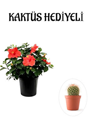 Anneler Gününe Özel Kırmızı Renk Japon Gülü Çiçeği Kaktüs Hediyeli