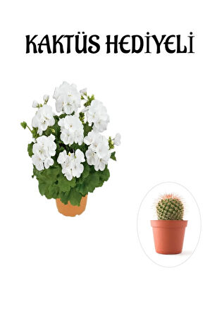 Hediyelik Beyaz Sardunya Çiçeği Sevgililer Gününe Özel KAKTÜS HEDİYELİ