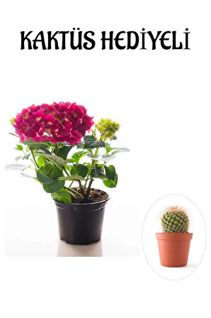 Sevgililer Gününe Özel Fuşya Renk Ortanca Çiçeği KAKTÜS HEDİYELİ