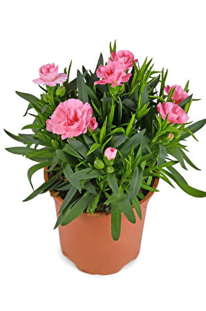 Hediyelik Mis Kokulu Şeker Pembe Karanfil Çiçeği KAKTÜS HEDİYELİ