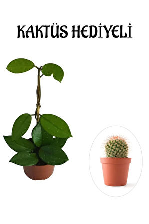 Kadınlar Gününe Özel Beyaz Renk Hoya-mum Çiçeği Kaktüs Hediyeli