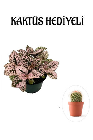 Toz Pembe Zarif Yapraklı Hostes Çiçeği Sevgililer Gününe Özel KAKTÜS HEDİYELİ
