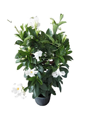 Kokulu Beyaz Mandevilla Sarmaşığı Sevgililer Gününe Özel KAKTÜS HEDİYELİ