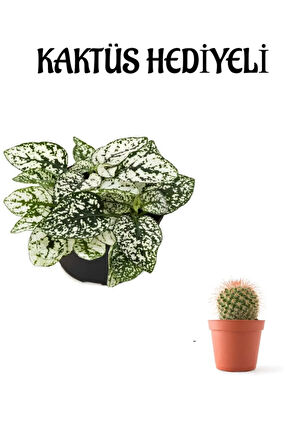 Beyaz Renk Zarif Yapraklı Hostes Çiçeği Sevgililer Gününe Özel KAKTÜS HEDİYELİ