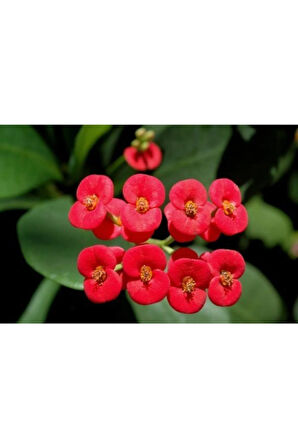 Kampanyalı Kırmızı Dikenler Tacı 30cm 40 cm Saksılı