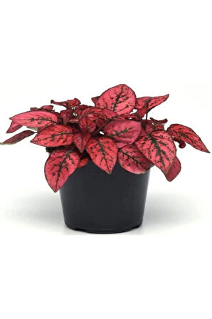 Kırmızı Renk Zarif Yapraklı Hostes Çiçeği Sevgililer Gününe Özel KAKTÜS HEDİYELİ