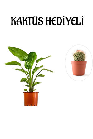 Hediyelik Starliçe Cennet Çiçeği Bitkisi Sevgililer Gününe Özel KAKTÜS HEDİYELİ