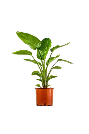 Hediyelik Starliçe Cennet Çiçeği Bitkisi Sevgililer Gününe Özel KAKTÜS HEDİYELİ