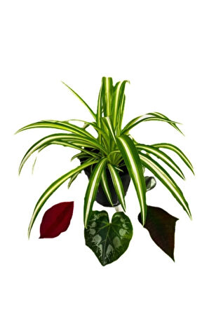 Çok Avantajlı Chlorophytum Comosum Kurdele Çiçeği