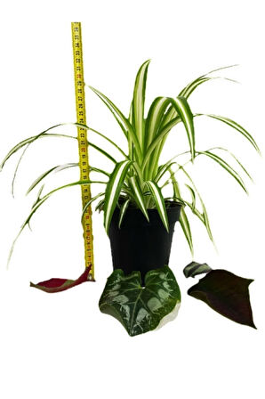 Çok Avantajlı Chlorophytum Comosum Kurdele Çiçeği