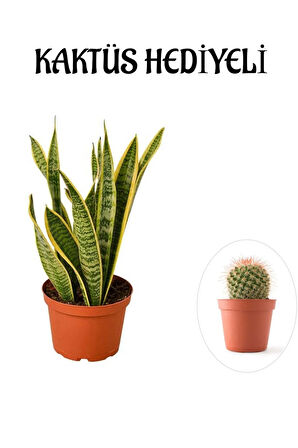 Hediyelik Sarı Alacalı Paşa Kılıcı Bitkisi Sevgililer Gününe Özel KAKTÜS HEDİYELİ