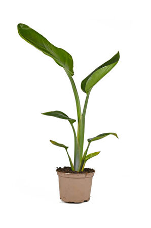 Çok Avantajlı Starliçe - Beyaz Cennet Kuşu 50 -60 Cm (strelitzia Nicolai) Iç Mekan Bitkisi