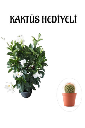 Avantajlı Kokulu Beyaz Mandevilla Sarmaşığı Sevgililer Gününe Özel Kaktüs