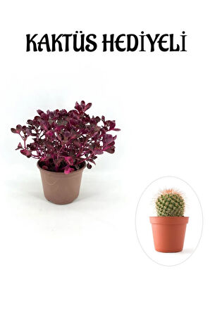 Anneler Gününe Özel Çingene Şalvarı|iresine Herbtis Bitkisi Kaktüs Hediyeli