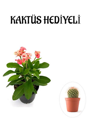 Kadınlar Gününe Özel Sarı Renk Kalanşo-emel Hanım Çiçeği Kaktüs Hediyeli