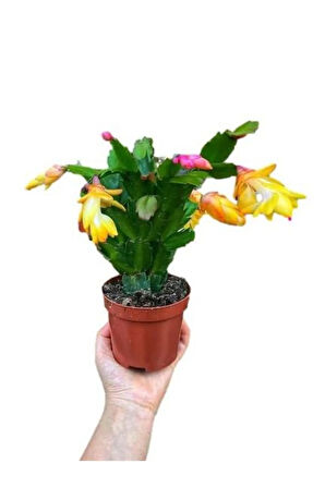 Anneler Gününe Özel Sarı Renk Yılbaşı Çiçeği-kaktüsü Kaktüs Hediyeli