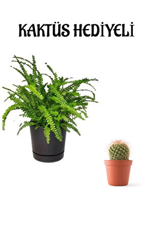 Hediyelik Aşk Merdiveni Çiçeği Sevgililer Gününe Özel KAKTÜS HEDİYELİ