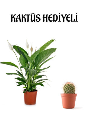 Hediyelik Beyaz Barış Çiçeği Sevgililer Gününe Özel KAKTÜS HEDİYELİ