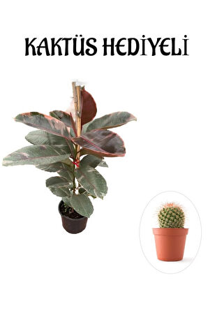 Pembe Renk Alacalı Kauçuk Bitkisi Sevgililer Gününe Özel KAKTÜS HEDİYELİ
