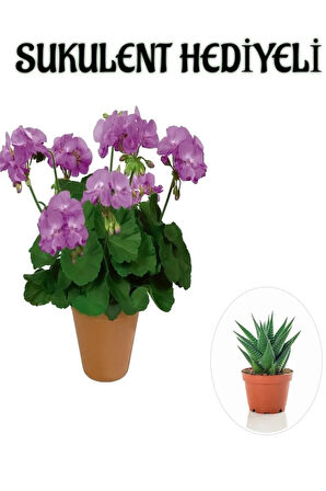 Hediyelik Mor Renk Sardunya Fidanı Sevgililer Gününe Özel Sukulent HEDİYELİ