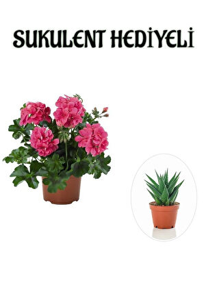 Hediyelik Pembe Sakız Sardunya Çiçeği Fidanı Sevgililer Gününe Özel Sukulent HEDİYELİ