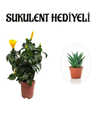 Sarı Renk Japon Gülü Çiçeği Sevgililer Gününe Özel Sukulent HEDİYELİ