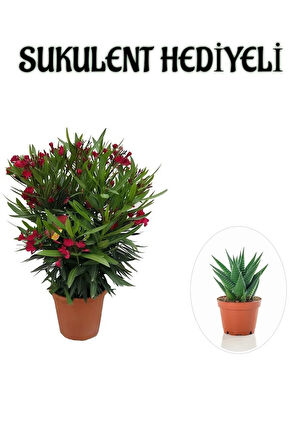 Avantajlı Kırmızı Renk Bodur Zakkum Fidanı Sevgililer Gününe Özel Sukulent