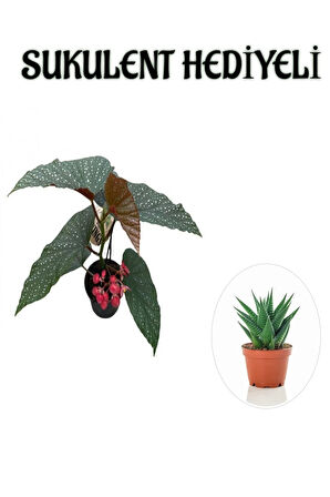 Hediyelik Çiçekli Çilli Begonya Çiçeği Sevgililer Gününe Özel Sukulent HEDİYELİ