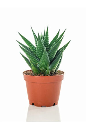 Kadınlar Gününe Özel Kırmızı Renk Karanfil Çiçeği Sukulent Hediyeli