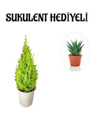 Limon Kokulu Salon Limon Çamı Sevgililer Gününe Özel Sukulent HEDİYELİ