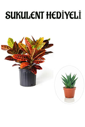 Muhteşem Günümlü Kraton Çiçeği Bitkisi Sevgililer Gününe Özel Sukulent HEDİYELİ