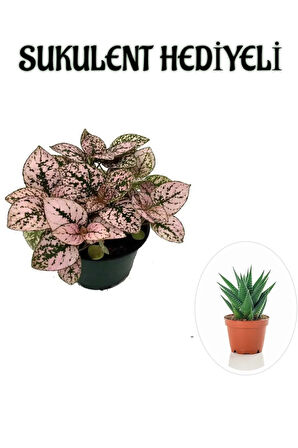 Toz Pembe Zarif Yapraklı Hostes Çiçeği Sevgililer Gününe Özel SUKULENT HEDİYELİ