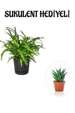 Hediyelik Aşk Merdiveni Çiçeği Sevgililer Gününe Özel SUKULENT HEDİYELİ