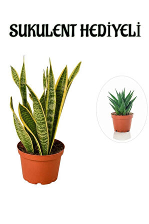 Hediyelik Sarı Alacalı Paşa Kılıcı Bitkisi Sevgililer Gününe Özel Sukulent HEDİYELİ