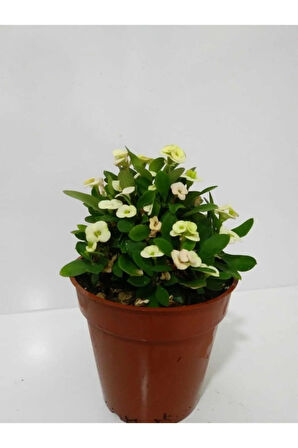 Çok Avantajlı Beyaz Dikenler Tacı Euphorbia Milii