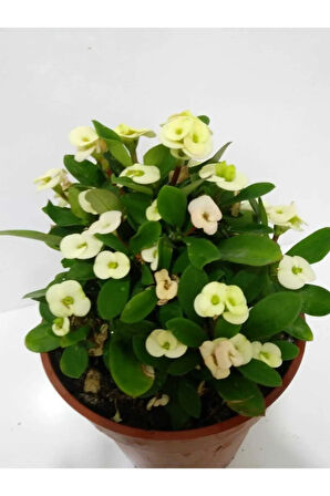 Çok Avantajlı Beyaz Dikenler Tacı Euphorbia Milii