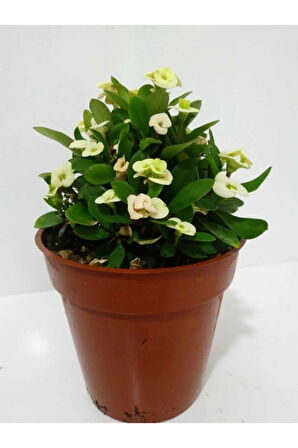Çok Avantajlı Beyaz Dikenler Tacı Euphorbia Milii