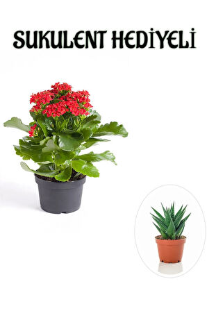 Kadınlar Gününe Özel Kırmızı Renk Kalanşo-emel Hanım Çiçeği Sukulent Hediyeli