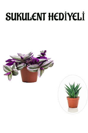 Pembe Renk Telgraf(Nanouk) Çiçeği Sevgliler GÜnüne Özel SUKULENT HEDİYELİ