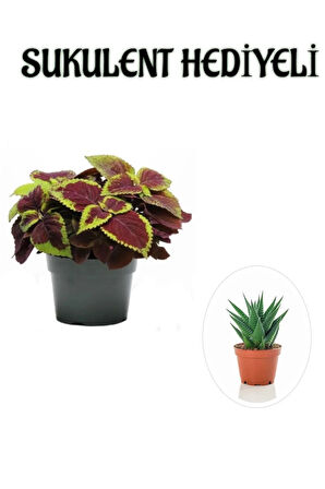 Renkli Yapraklı Yaprak-Cam Güzeli Sevgililer Gününe Özel Sukulent HEDİYELİ