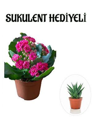 Kadınlar Gününe Özel Pembe Renk Kalanşo-emel Hanım Çiçeği Sukulent Hediyeli