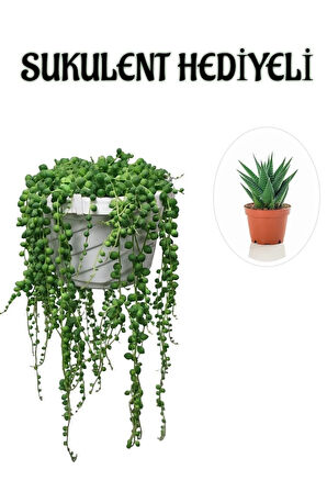 Tespih| Boncuk| Bezelya Çiçeği Bitkisi Sevgililer Gününe Özel Sukulent HEDİYELİ