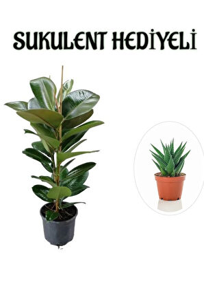 Avantajlı Parlak Canlı Yapraklı Kauçuk Bitkisi Sevgililer Gününe Özel Sukulent