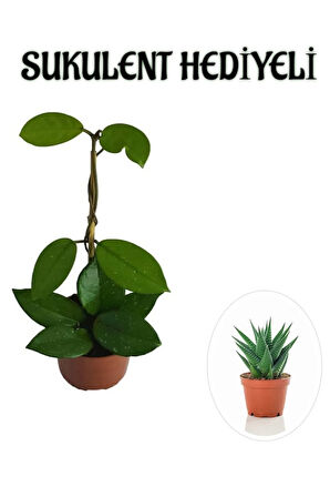 Kadınlar Gününe Özel Beyaz Renk Hoya-mum Çiçeği Sukulent